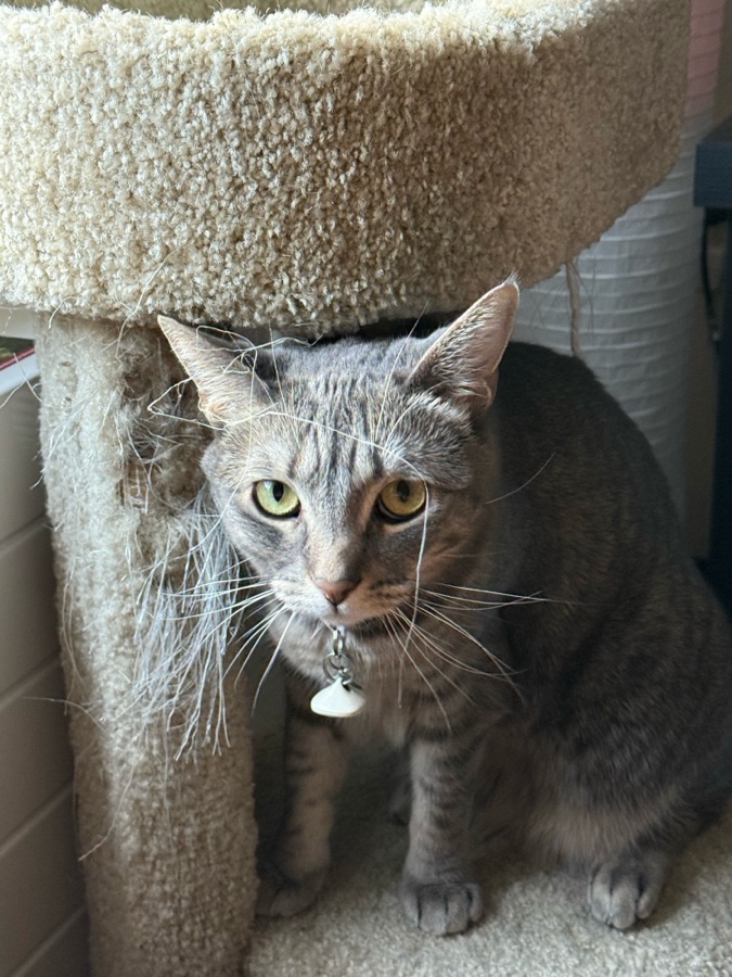 Guinevere, a cat