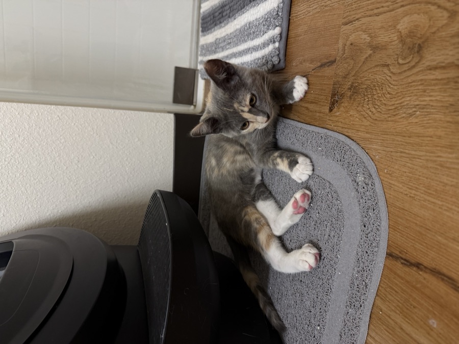Juniper, a cat