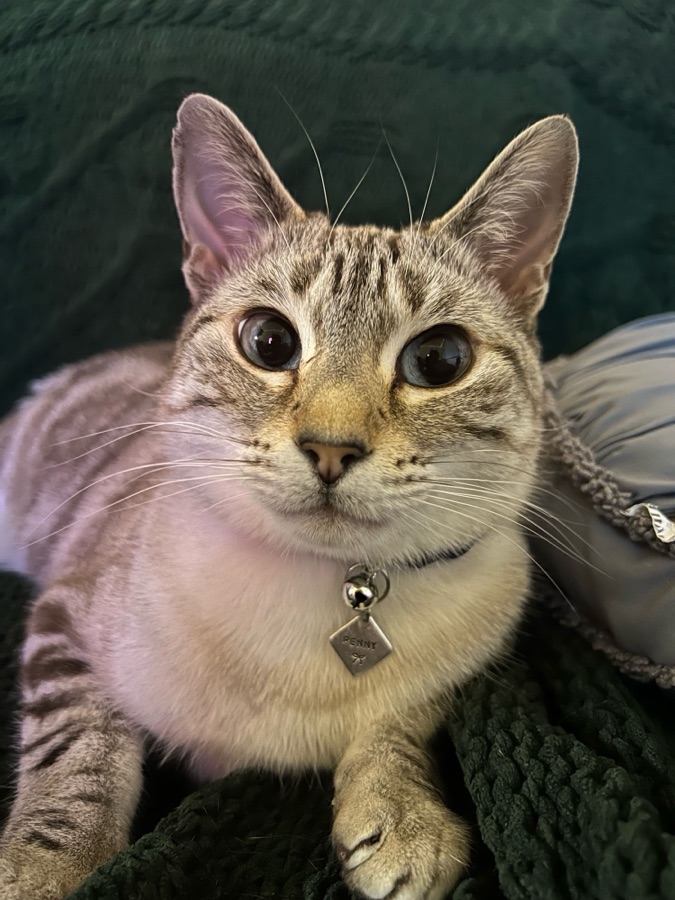 Penelope, a cat